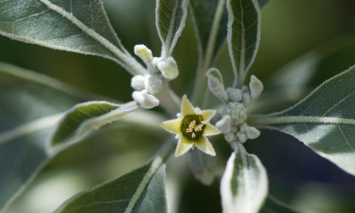 ASHWAGANDHA - AJURVEEDA IMERAVIM