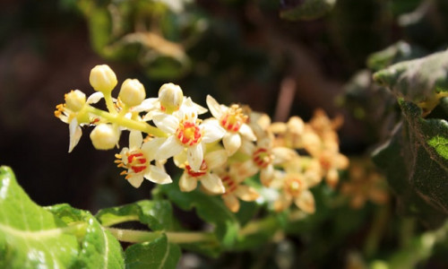 BOSWELLIA - RASKELOOMULISTE HAIGUSTE POTENTSIAALNE TERVENDAJA BOSWELLIA - RASKELOOMULISTE HAIGUSTE POTENTSIAALNE TERVENDAJA