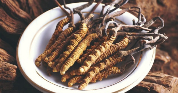 Cordyceps Traditional Chinese Medicine For Weakness And Illnesses