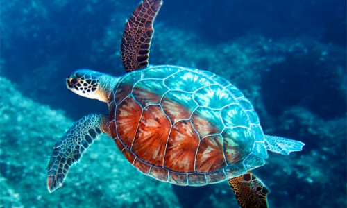 KILPKONN - UNENÄGUDE SELETAJA KILPKONN - UNENÄGUDE SELETAJA