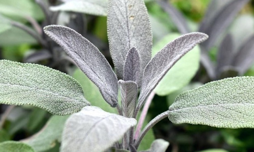 SALVEI - VÕIMAS IMETAIM JA SELLE TERVENDAVAD OMADUSED