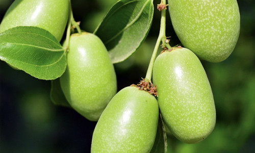 JOJOBA - NOORUSE- JA TERVISEELIKSIIR JOJOBA - NOORUSE- JA TERVISEELIKSIIR