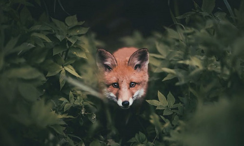 METSIKUD LOOMAD - UNENÄGUDE SELETAJA