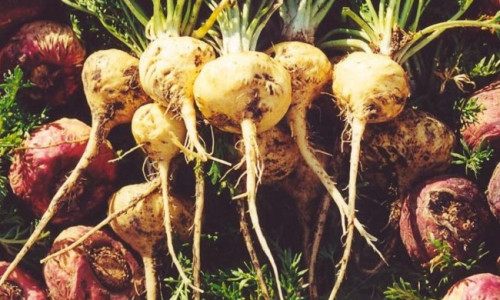 MAKA - IMERAVIM FÜÜSILISELE JA VAIMSELE KEHALE MAKA - IMERAVIM FÜÜSILISELE JA VAIMSELE KEHALE