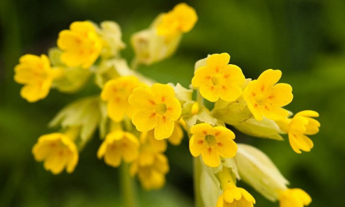 NURMENUKK - NOORUSLIKKUSE ALLIKAS