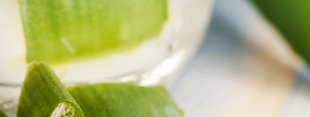 AALOE - MITMEKÜLGNE RAVITSEJA JA KODU KAITSJA AALOE - MITMEKÜLGNE RAVITSEJA JA KODU KAITSJA