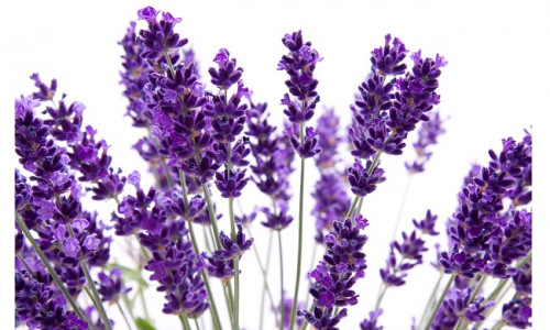 LAVENDEL - TERVENDAVAD JA SPIRITUAALSED OMADUSED LAVENDEL - TERVENDAVAD JA SPIRITUAALSED OMADUSED