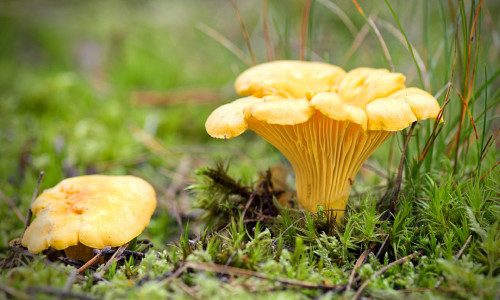 KUKESEENED - SINU TERVISE ALLIKAS JA HELIOTERAAPIA ENERGIA EDENDAJA KUKESEENED - SINU TERVISE ALLIKAS JA HELIOTERAAPIA ENERGIA EDENDAJA