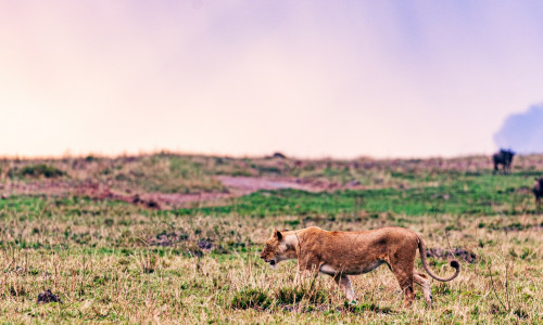 LÕVI - 5D-MISSIOON SIIN MAAILMAS ALATES 16.08.23