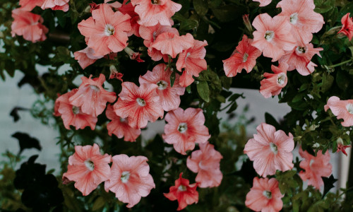 PETUUNIA - UNENÄGUDE SELETAJA PETUUNIA - UNENÄGUDE SELETAJA