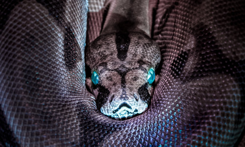 MADU JA TEMA SALAPÄRASUS MADU JA TEMA SALAPÄRASUS