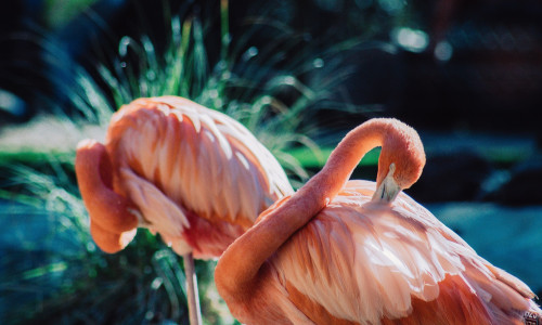 FLAMINGO - HINGE TOOTEM FLAMINGO - HINGE TOOTEM