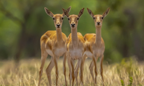 GASELL - HINGE TOOTEM GASELL - HINGE TOOTEM