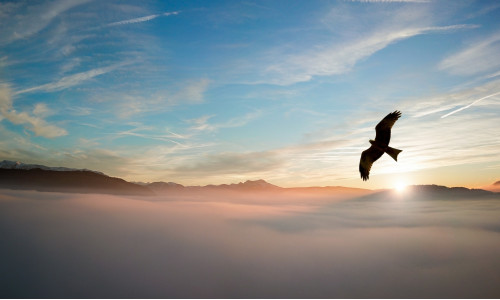 KOTKAS - HINGE TOOTEM