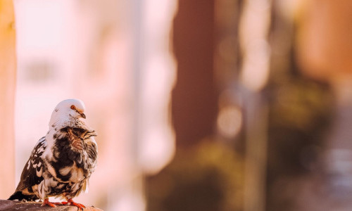 ГОЛУБЬ - ТОТЕМ ДУШИ