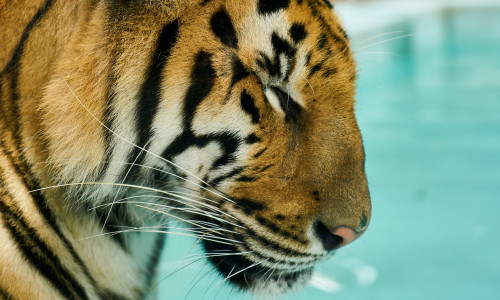 MIDA TOOB TIIGRIAASTA 12 ASTROLOOGILISE AASTA ESINDAJALE