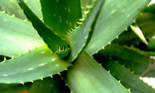 AALOE - MITMEKÜLGNE RAVITSEJA JA KODU KAITSJA  AALOE - MITMEKÜLGNE RAVITSEJA JA KODU KAITSJA