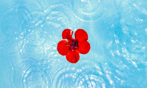HIBISKUSETEE - SELLE 6 VÕIMAST TERVENDAJAT HIBISKUSETEE - SELLE 6 VÕIMAST TERVENDAJAT