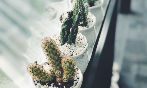 KAKTUS - VÄESTAB, KAITSEB JA PAKUB SPIRITUAALSET TUGE KAKTUS - VÄESTAB, KAITSEB JA PAKUB SPIRITUAALSET TUGE