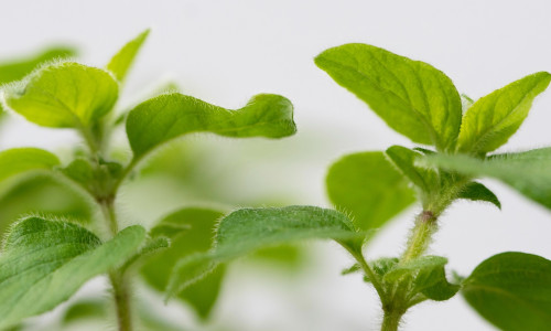 OREGANO EHK HARILIK PUNE - TERVISE ALLIKAS