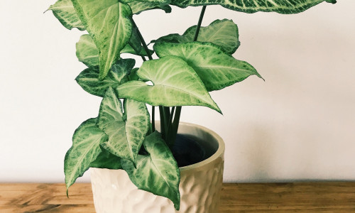 SÜNGOONIUM - ARMASTUSEALLIKAS JA FENG SHUI ROMANTIKA AKTIVEERIJA