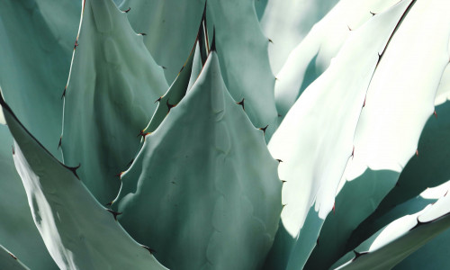 TEKIILA - SPIRITUAALNE ENERGIAPUHASTAJA