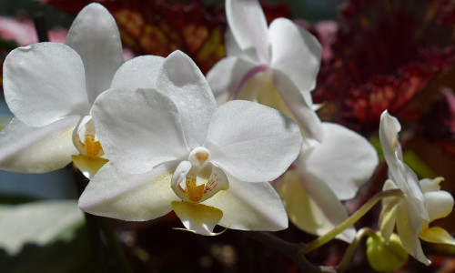 VALGE KUUKING KUI ARMASTUSEJUMALANNA