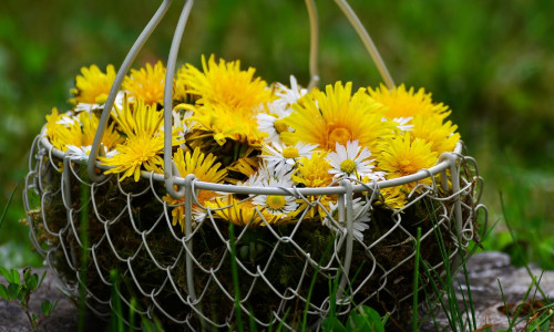 VÕILILLE KÜLLUSERITUAAL JA TERVENDAVAD OMADUSED VÕILILLE KÜLLUSERITUAAL JA TERVENDAVAD OMADUSED