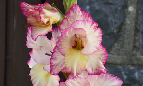 GLADIOOL - UNENÄGUDE SELETAJA GLADIOOL - UNENÄGUDE SELETAJA