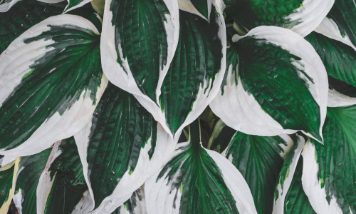 HOSTA - UNENÄGUDE SELETAJA