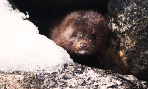 НОРКА - ТОЛКОВАТЕЛЬ СНОВ НОРКА - ТОЛКОВАТЕЛЬ СНОВ