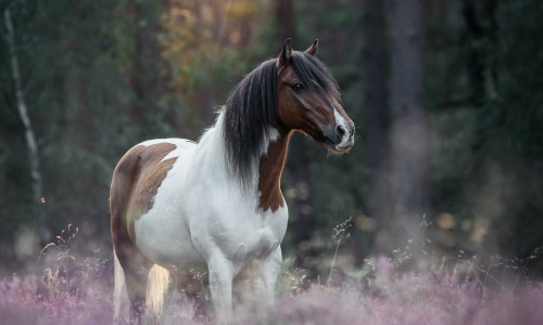 PONI - UNENÄGUDE SELETAJA PONI - UNENÄGUDE SELETAJA
