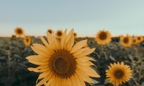 PÄEVALILL JA PÄEVALILLESEEMNED - UNENÄGUDE SELETAJA PÄEVALILL JA PÄEVALILLESEEMNED - UNENÄGUDE SELETAJA