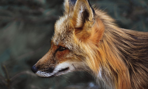 REBANE - UNENÄGUDE SELETAJA REBANE - UNENÄGUDE SELETAJA