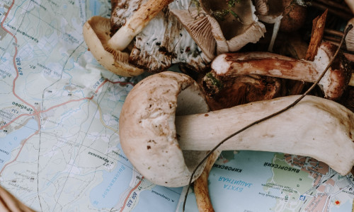 ГРИБЫ - ТОЛКОВАТЕЛЬ СНОВ ГРИБЫ - ТОЛКОВАТЕЛЬ СНОВ