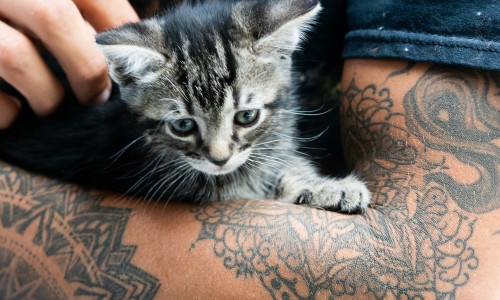 TÄTOVEERIMINE JA TÄTOVEERING - UNENÄGUDE SELETAJA TÄTOVEERIMINE JA TÄTOVEERING - UNENÄGUDE SELETAJA