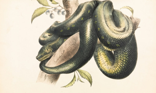 MADU - HIINA ASTROLOOGIA MADU - HIINA ASTROLOOGIA