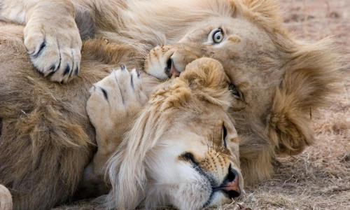 SUHTESOBIVUS - LÕVI JA NEITSI