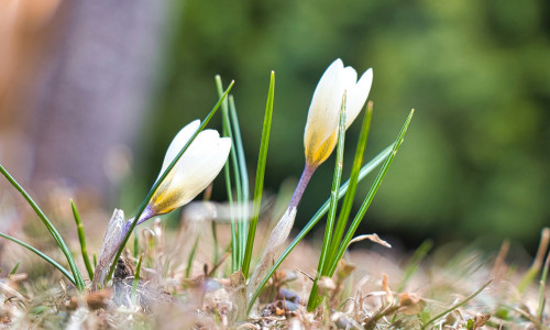 1.-7. APRILLI HOROSKOOP - EDASILIIKUMINE