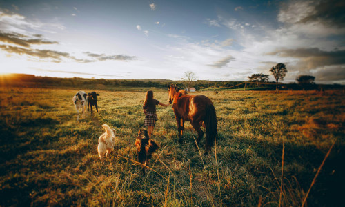 HINGE TOOTEMID - LOOMADE JA LINDUDE SÜGAV SÕNUM SINU HINGELE