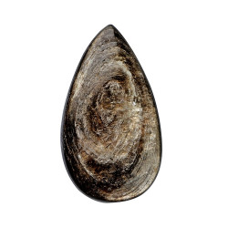 MUSKOVIIT auguga tilgakujuline MUSKOVIIT auguga tilgakujuline