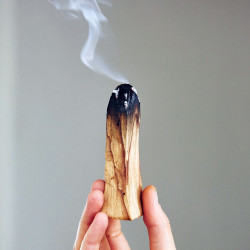 PALO SANTO puu (1 tk) PALO SANTO puu (1 tk)