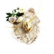 CAPPUCCINO JASPIS auguga