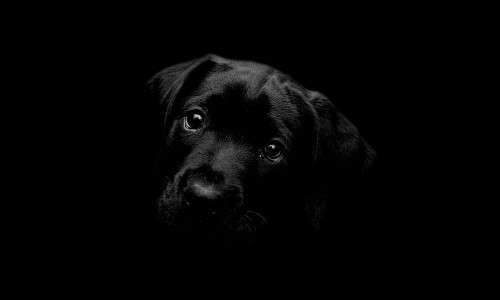 DOG - SOUL TOTEM DOG - SOUL TOTEM