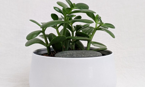 AHVILEIVAPUU EHK FENG SHUI RAHATAIM KOOS KRISTALLIDEGA AHVILEIVAPUU EHK FENG SHUI RAHATAIM KOOS KRISTALLIDEGA