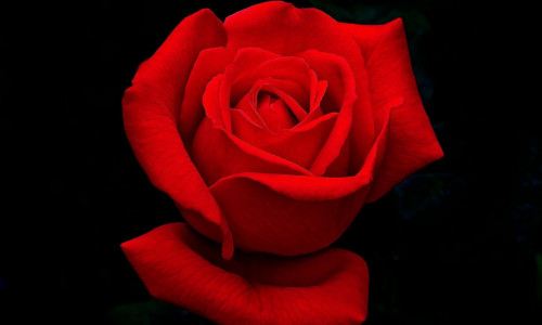 ROOS - UNENÄGUDE SELETAJA