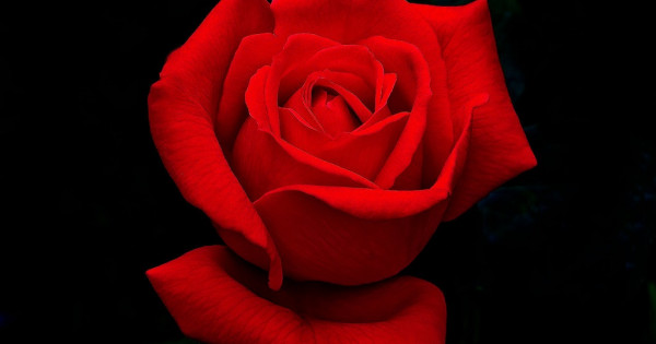 Кому и когда дарят розовые розы