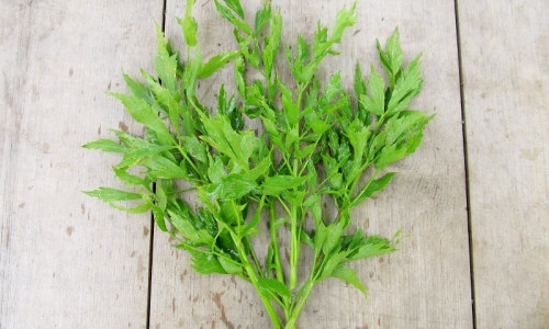 LOVAGE EHK LEESKPUTK JA SELLE RITUAALID LOVAGE EHK LEESKPUTK JA SELLE RITUAALID