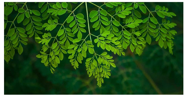 moringa oksad